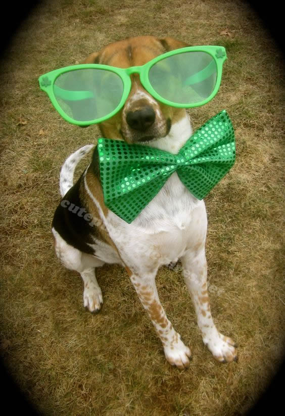 St Patrick's Day Puppies | Cute Puppy Pictures