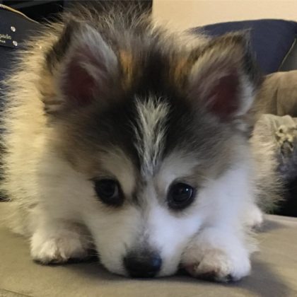 Pomsky Puppies | Cute Puppy Pictures